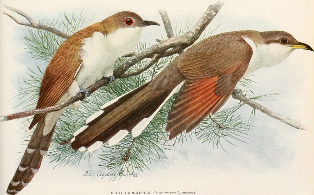 Ironwood Drive – Edgar A. Mearns Bird Club