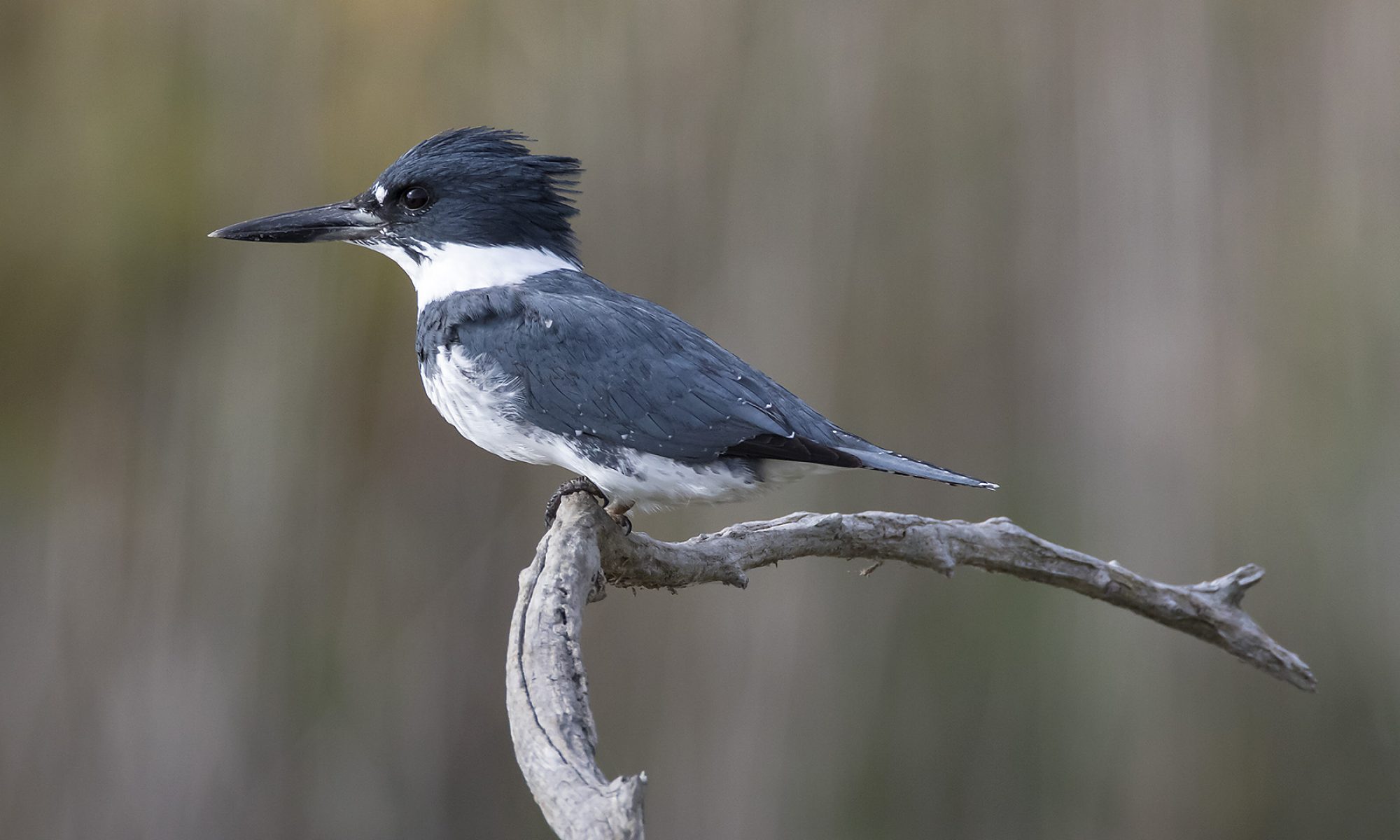 croppedBeltedKingfisher3AW.jpg Edgar A. Mearns Bird Club