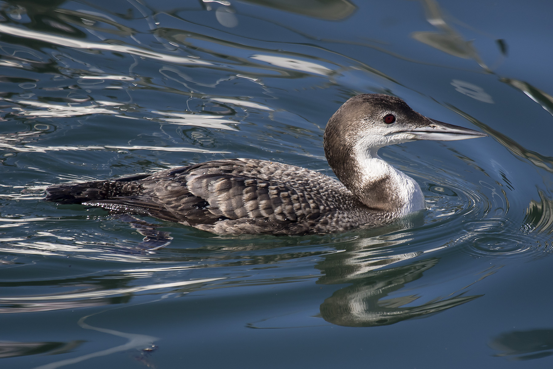 Edgar A. Mearns Bird Club